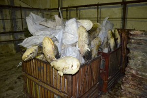 В Астрахани на рынках незаконно торговали рыбой