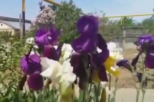 Без комментариев: в Астрахани цветут ирисы