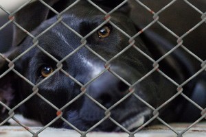 Астраханский приют для собак закрыт на карантин из-за чумки
