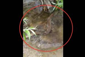 Змея и рыба в одном флаконе. Поимку пугающей рыбы сняли на видео в Астраханской области
