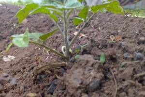 Как посадить помидоры, чтобы они плодоносили до заморозков