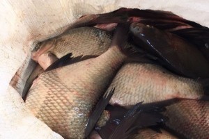 В Астраханской области пограничники изъяли у браконьеров около 2 тонн рыбы и лодку