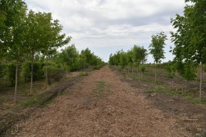 Астраханские «Городские леса» в Тополиной роще возьмут под охрану
