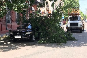 В центре Астрахани по неизвестной причине рухнуло дерево