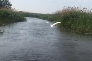 Без комментариев: в Астраханской области увеличилась популяция лебедей
