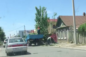 В Астрахани опиловка деревьев стала причиной пробки на дороге