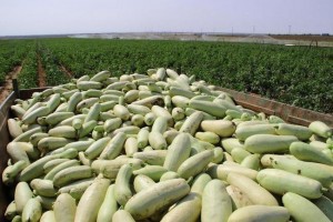В Астрахани собрали первый урожай капусты и кабачка