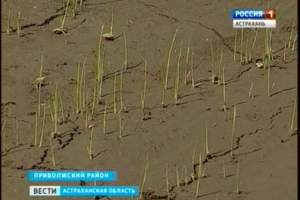В крестьянско-фермерских хозяйствах  Астраханской области начался сев риса