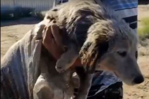 Астраханцы нашли на улице собаку в мешке с мазутом