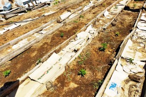 Астраханец превратил свой огород в плантацию конопли