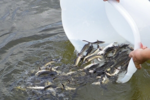 1 июня защитники природы выпустят в Волгу рыбную молодь