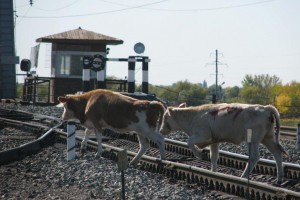 Астраханских коров сбивают поезда