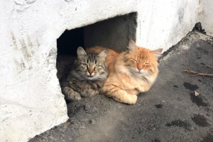В Астрахани котам разрешат жить в подвалах и сделают отдельные входы