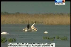 Смертельный вирус. Впервые за 10 лет в Астрахани гибнут кудрявые пеликаны