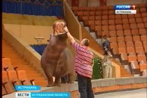 В Астраханском цирке прошла генеральная репетиция нового шоу "Джамбо" под руководством Тиграна Акопяна