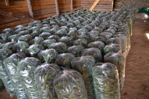 В Астраханской области собрали 80 тонн огурцов