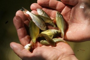 Нерест-2020: в Астраханском биосферном заповеднике отобрали пробы молоди рыб
