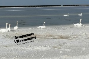В Астраханской области на озере Баскунчак 15 лебедей осталось без воды