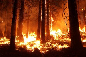 В Астраханской области произошёл сильный природный пожар