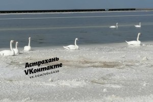 В Астраханской области на озере Баскунчак спасли лебедей