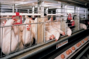 Астраханские птицефабрики винят в высоких ценах на продукты торговые сети