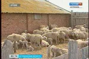 Спрос на астраханскую тонкорунную овечью шерсть значительно вырос