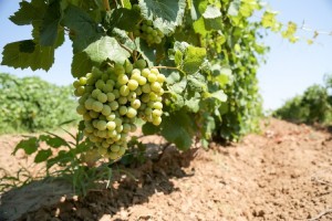 В Красноярском районе города Астрахани появились первые виноградники