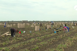 Астраханские фермеры столкнулись с проблемой дефицита кадров