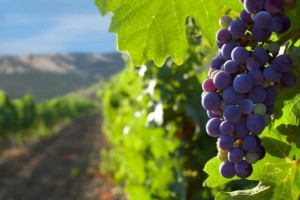 В Астраханской области смогут выращивать виноград разных сортов