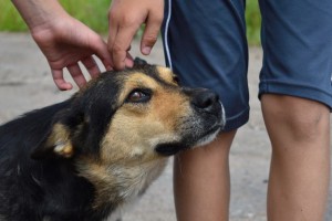 1,4 тысяч бездомных животных забрали из приютов Москвы
