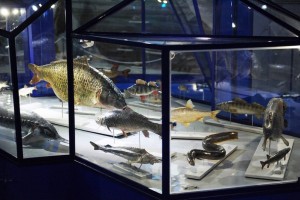 Астраханский краеведческий музей приглашает на тематические выставки к Дню рыбака