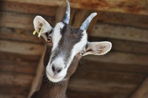 В Астраханской области обманули потенциальную заводчицу коз