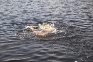 В Астраханской области на реке утонули два маленьких мальчика
