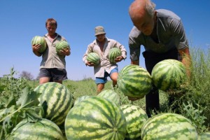 Урожай арбузов в Астраханской области