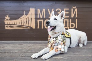 Маленьким художникам из Астрахани предлагают нарисовать«Портрет фронтовой собаки»