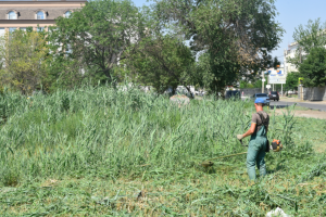 В Астрахани продолжается борьба с сорняками