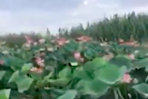 В Астраханской области начался сезон цветения лотосов