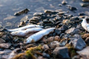 В Астрахани гибнет рыба из-за маловодья