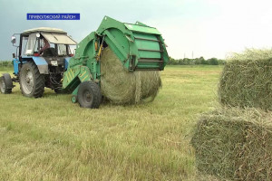 Астраханские фермеры планируют отправить на экспорт 20 тысяч тонн сена