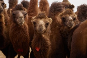 Верблюды устраивают дебош в трех астраханских селах