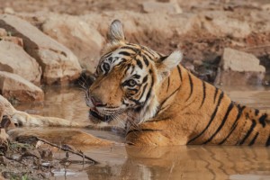 29 июля отмечается Международный день тигра