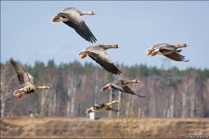 Орнитологи требуют бессрочно закрыть охоту на гусей и уток в Астраханской области