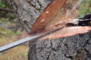 Опиловку деревьев в Астрахани обсудили на заседании градостроительного совета
