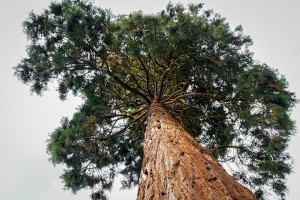 Астраханцы могут выбрать главное дерево 2020 года