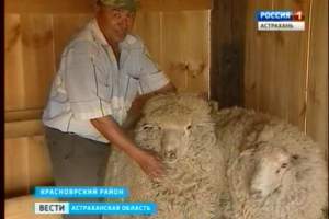 Астраханские овцы завоевали заслуженные награды