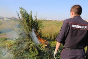 В Астраханской области полицейские уничтожили 16,5 гектаров наркосодержащих растений