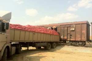 Больше 10 тысяч тонн овощей Астрахань отправила в другие регионы