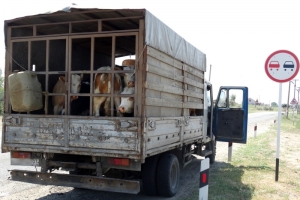 В Астраханской области задержан грузовик, в котором без ветеринарных свидетельств перевозился крупный рогатый скот