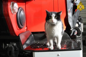 В международный день кошек спасенный на пожаре кот Гидрант получает поздравления