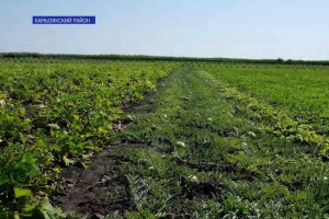 В Астраханской области реконструируют мелиорацию для рисовых чеков